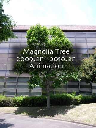 Magnolia2009_h430.jpg