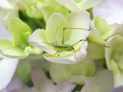 Grasshopper-200806.jpg