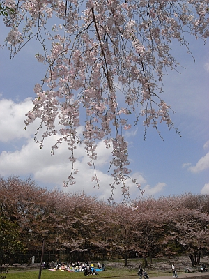 Sakura-minew0416.jpg